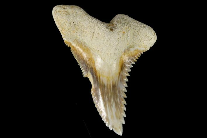Large, Fossil Shark Tooth (Hemipristis) - Bone Valley, Florida #113793